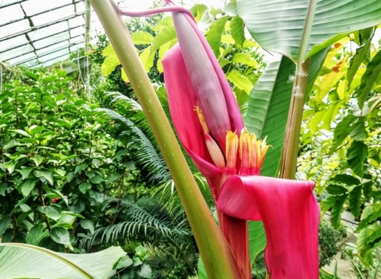 В ботаническом саду Волгограда цветёт розовый банан
